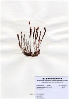 藏品(蘆筍藻)的圖片